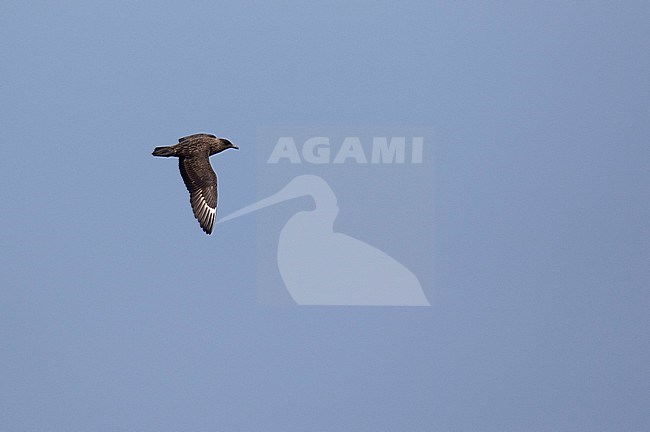Second-year Great Skua (Catharacta skua) in flight over ocean off coast of Spain. Showing upper wing pattern. stock-image by Agami/Dani Lopez-Velasco,
