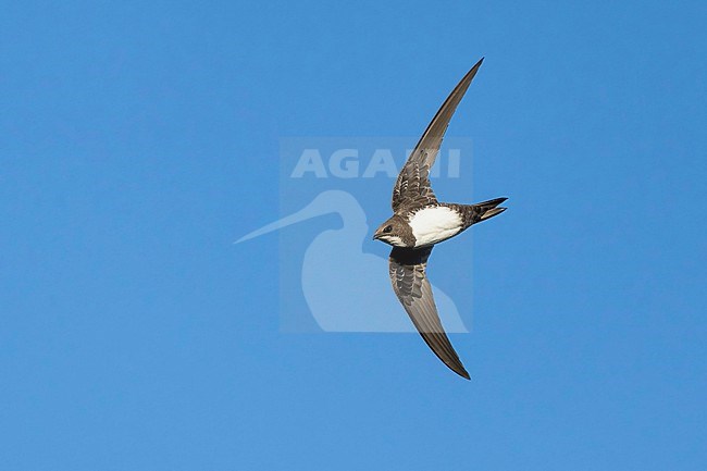 Alpine Swift (Tachymarptis melba) flying agains blue sky in Switzerland. stock-image by Agami/Marcel Burkhardt,