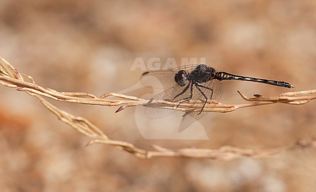 Imago Moriaantje; Adult Black Percher stock-image by Agami/Fazal Sardar,