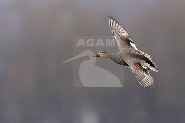 Gadwall - Schnatterente - Anas streperea, Germany, adult male in flight stock-image by Agami/Ralph Martin,