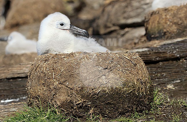 Na een broedduur van zo'n 70 dagen, duurt het nog vier maanden voordat een jonge Wenkbrauwalbatros uitvliegt After 70 days it will take another 4 months before a young Black-browed Albatross is leaving the nest stock-image by Agami/Jacques van der Neut,