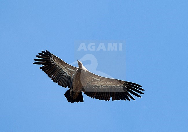 Vale Gierin vlucht, Griffon Vulture in flight stock-image by Agami/Roy de Haas,