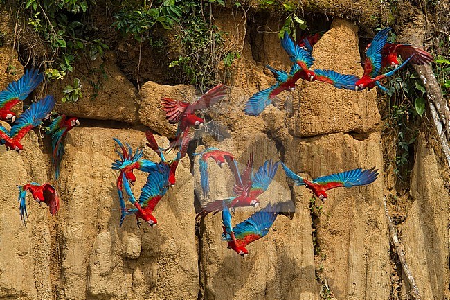 Birds of Peru, Red-and-green Macaws taking off from a clay-lick in Mau national park. stock-image by Agami/Dubi Shapiro,
