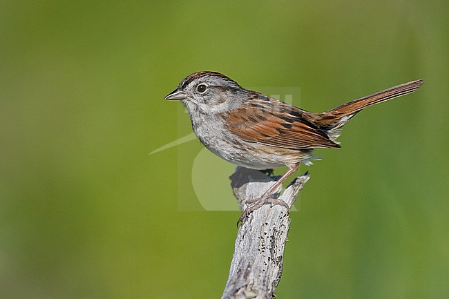 Adult breeding
Somerset Co., ME
June 2006 stock-image by Agami/Brian E Small,