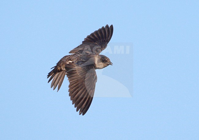 Purperzwaluw, Purple Martin, Progne subis stock-image by Agami/Mike Danzenbaker,