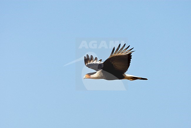 Noordelijke kuifcaracara in vlucht, Northern Crested Caracara in flight stock-image by Agami/Roy de Haas,