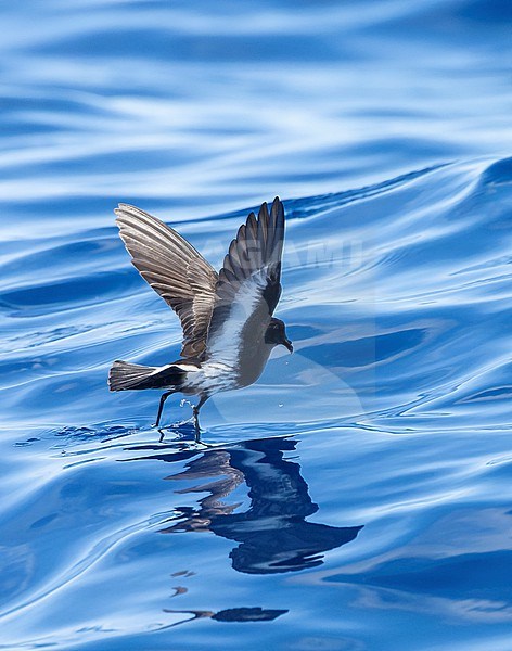 New Zealand Storm Petrel (Fregetta maoriana), a critically endangered seabird species endemic to New Zealand. Flying above the ocean surface. stock-image by Agami/Marc Guyt,