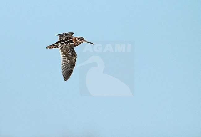 Jack Snipe (Lymnocryptes minimus) in flight, seen from the side and showing upperwing. stock-image by Agami/Fred Visscher,