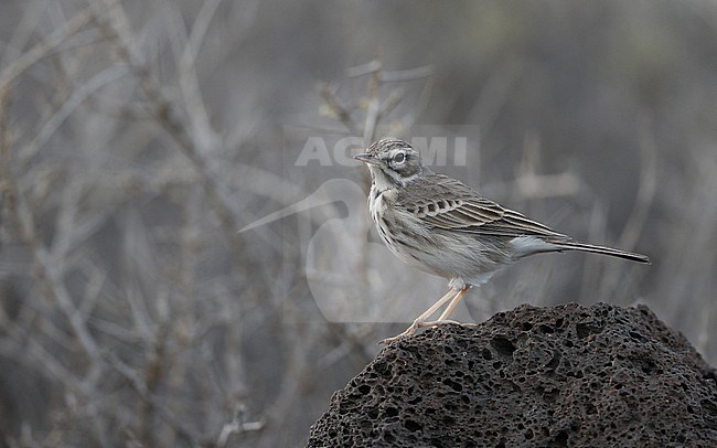 Berthelot's Pipit (Anthus berthelotii berthelotii) perched on a rock at la Rasca, Tenerife, Canary Islands stock-image by Agami/Helge Sorensen,