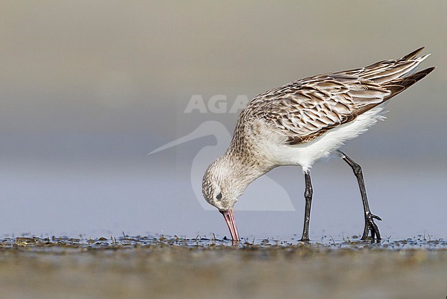 Bar-tailed Godwit - Pfuhlschnepfe - Limosa lapponica ssp. taymyrensis, Oman, adult, nonbreeding stock-image by Agami/Ralph Martin,