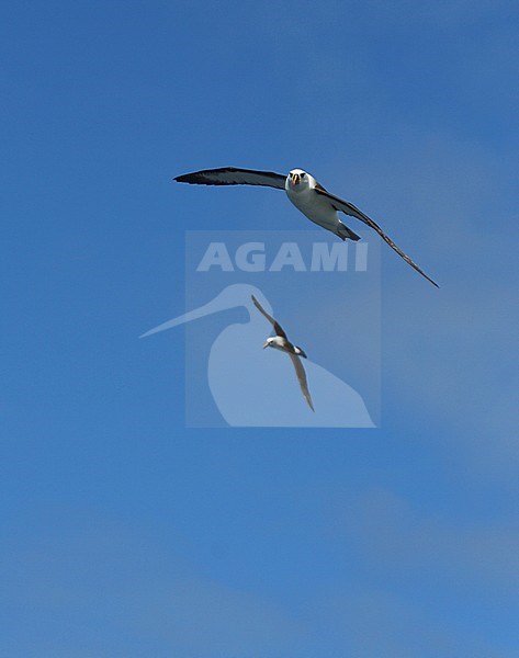 Two adult Atlantic Yellow-nosed Albatrosses (thalassarche chlororhynchos) in flight over the Southern Atlantic Ocean. stock-image by Agami/Marc Guyt,