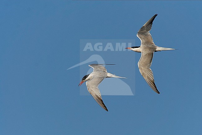 Common Tern - Flussseeschwalbe - Sterna hirundo ssp. hirundo, Germany, adult stock-image by Agami/Ralph Martin,