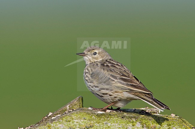 Graspieper zittend op hek Nederland, Meadow pipit perched at fence Netherlands stock-image by Agami/Wil Leurs,