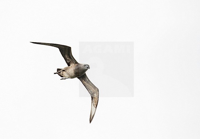 Kermadec petrel (Pterodroma neglecta) flying over Kauai island, Hawaii, United States. A polymorphic of gadfly petrel. stock-image by Agami/Pete Morris,