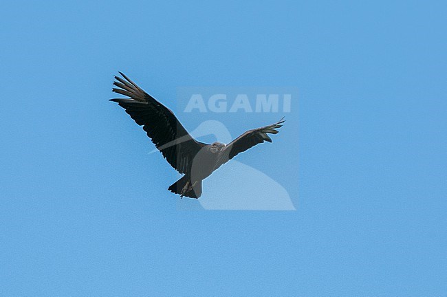 A black vulture, Coragyps atratus, in flight. Osa Peninsula, Costa Rica. stock-image by Agami/Sergio Pitamitz,
