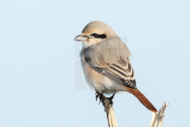 Daurische Klauwier, Daurian Shrike, Lanius isabellinus stock-image by Agami/Arend Wassink,