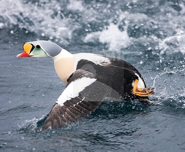 Koningseider; King Eider; Somateria spectabilis stock-image by Agami/Hugh Harrop,