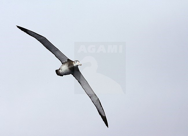 Immature Critically Endangered Tristan Albatross Diomedea dabbenena) at sea off Gough, Tristan da Cunha island group, in the southern Atlantic Ocean. stock-image by Agami/Marc Guyt,