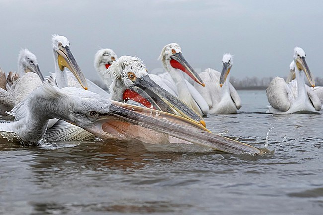 Dalmatian Pelican (Pelecanus crispus) feeding on fish on lake Kerkini in Greece. stock-image by Agami/Marcel Burkhardt,