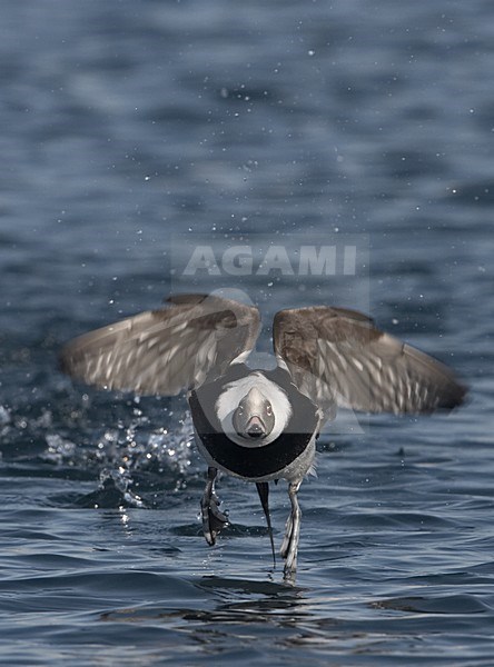 Long-tailed Duck male flying; IJseend man opvliegend van het water stock-image by Agami/Jari Peltomäki,