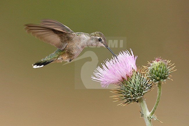 Adult female
Pima Co., AZ
April 2009 stock-image by Agami/Brian E Small,