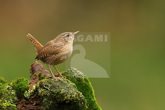 Winterkoning zittend op stronk; Winterwren sitting on pearch ; ZaunkÃ¶nig; Troglodytes troglodytes; stock-image by Agami/Walter Soestbergen,