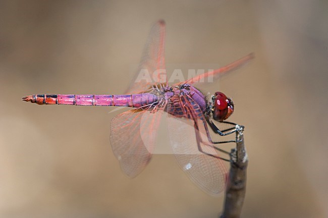 Mannetje Purperlibel, Male Trithemis annulata stock-image by Agami/Wil Leurs,