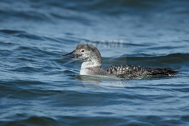 Adult Great Northern Diver (Gavia immer) in transition to breeding plumage.
Ocean Co., N.J.
March 2017 stock-image by Agami/Brian E Small,