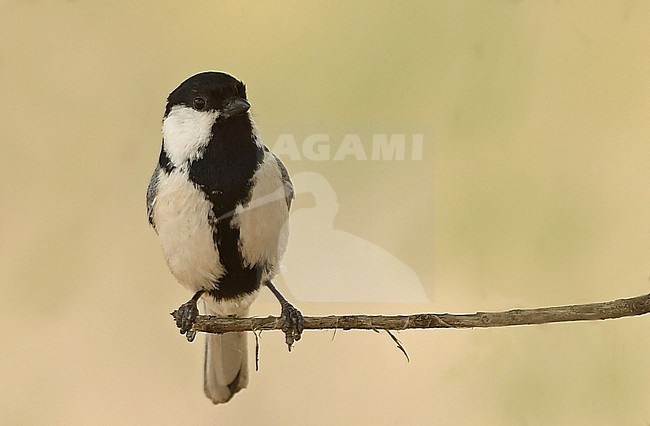 Turkestan Tit is a Central Asian taxon and a subspecies of the widespread Great Tit. stock-image by Agami/Eduard Sangster,