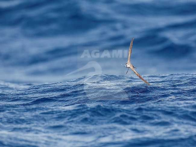 White-faced Storm-Petrel (Pelagodroma marina) foraging offshore Madeira island in the central Atlantic ocean. Banking away over a low wave. stock-image by Agami/Marc Guyt,