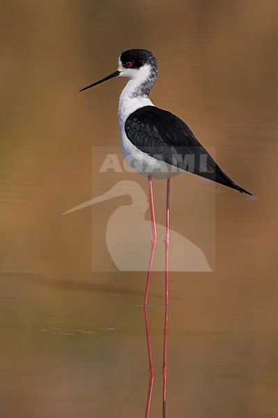 Steltkluut volwassen in water; Black-winged Stilt adult in water stock-image by Agami/Daniele Occhiato,