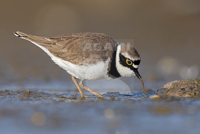 Little Ringed Plover (Charadrius dubius), side view of an adult male picking up a worm, Campania, Italy stock-image by Agami/Saverio Gatto,