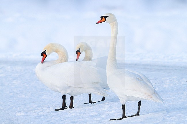 Mute Swan - Höckerschwan - Cygnus olor, Germany, adult stock-image by Agami/Ralph Martin,