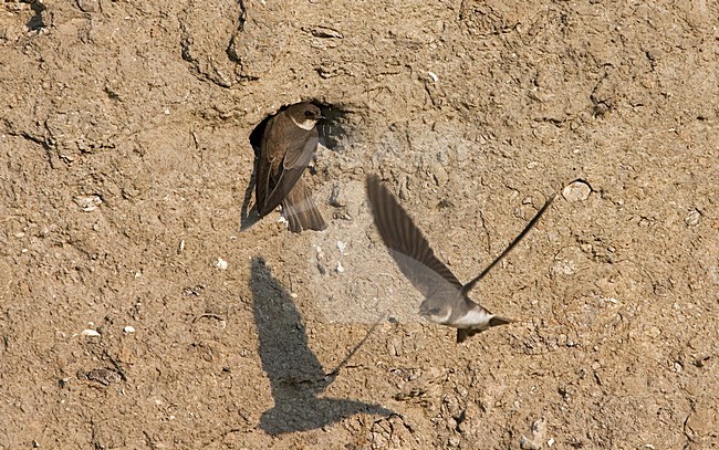 Sand Martin near nest; Oeverzwaluw bij nest stock-image by Agami/Marc Guyt,