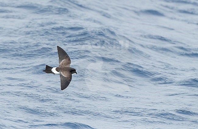 Black-bellied Storm Petrel (Fregetta tropica) flying low over the southern pacific ocean, south of New Zealand. stock-image by Agami/Marc Guyt,