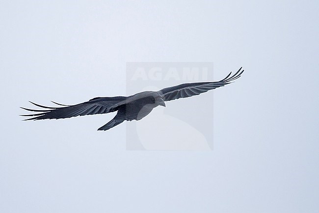 Common Raven (Corvus corax ssp. corax) in flight in a snow storm in arctic northern Norway. stock-image by Agami/Ralph Martin,
