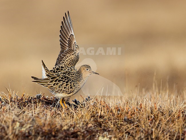 Adult Buff-breasted Sandpiper (Calidris subruficollis) on the arctic tundra near Barrow in northern Alaska, United States. Displaying male in courtship, to attract a mate. stock-image by Agami/Dubi Shapiro,