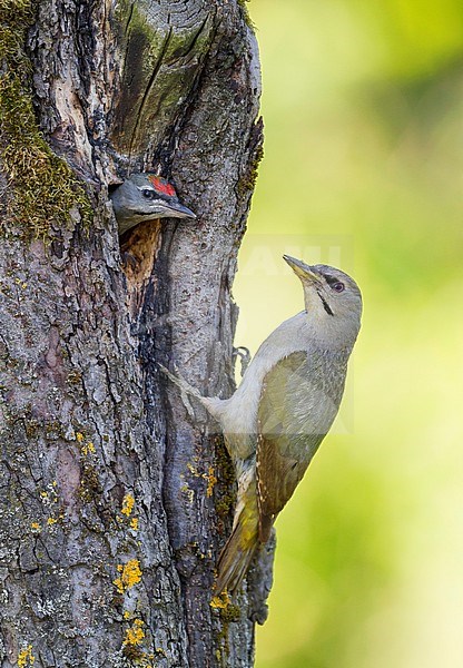 Grey-headed Woodpecker - Grauspecht - Picus canus ssp. canus, Germany, adult, male with juvenile stock-image by Agami/Ralph Martin,