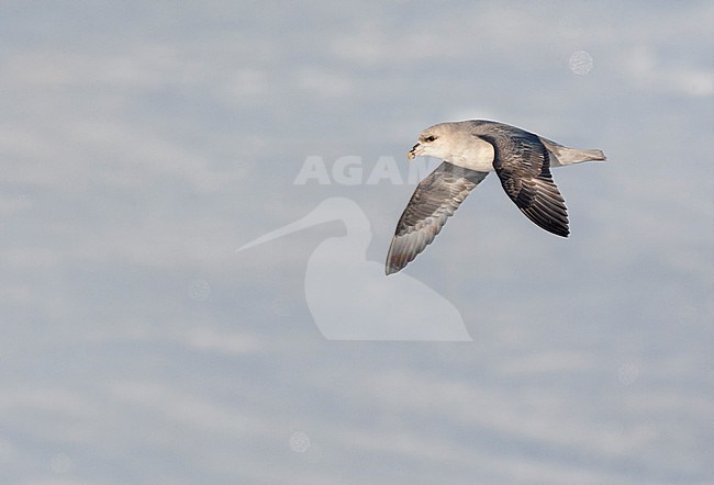 Northern Fulmar (Fulmarus glacialis) in flight at Svalbard, Arctic Norway. stock-image by Agami/Marc Guyt,