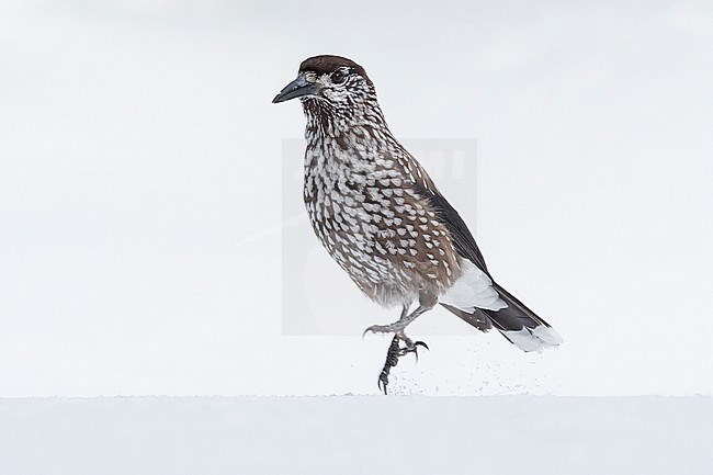 Spotted Nutcracker (Nucifraga caryocatactes) sitting in the snwo in  alpin forest of Switzerland. stock-image by Agami/Marcel Burkhardt,