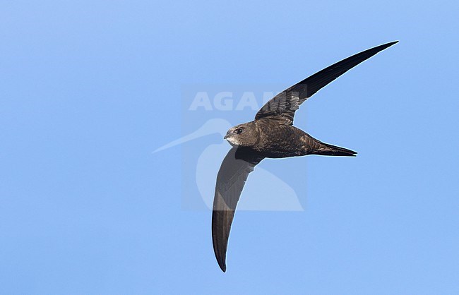 Adult Common Swift (Apus apus) in flight at Rudersdal, Denmark stock-image by Agami/Helge Sorensen,