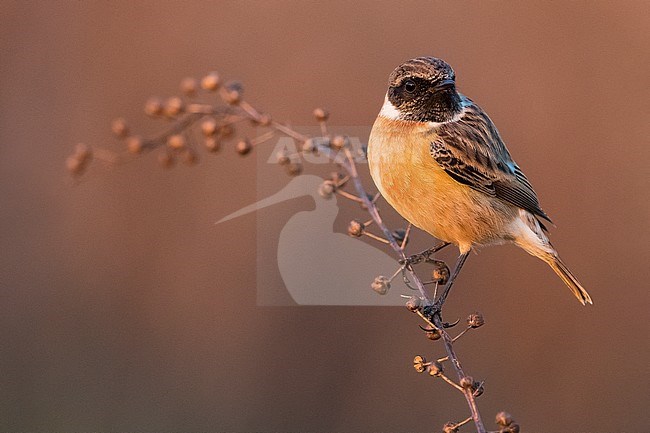 Wintering European Stonechat (Saxicola rubicola) perched on a branch with red berries stock-image by Agami/Daniele Occhiato,