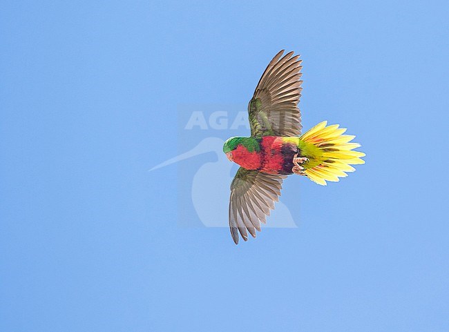 Stephen's lorikeet (Vini stepheni), also known as the Henderson lorikeet or the Henderson Island Lorikeet, is a species of parrot . It is endemic to Henderson Island in the Pitcairn Islands of the South Pacific. stock-image by Agami/Pete Morris,