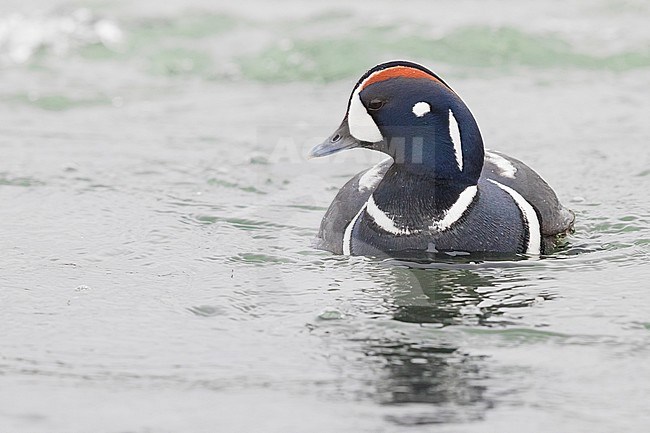 Harlequin Duck (Histrionicus histrionicus) stock-image by Agami/Saverio Gatto,