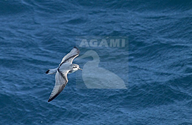 Antarctische Prion (Pachyptila desolata) flying over the sea near Antarctica. stock-image by Agami/Pete Morris,