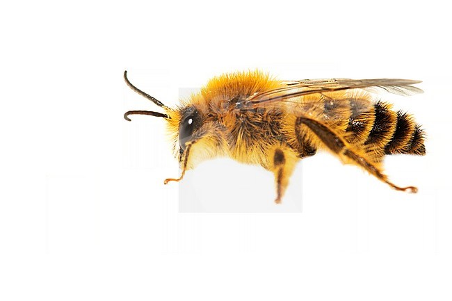 Pantaloon Bee, Pluimvoetbij, Dasypoda hirtipes stock-image by Agami/Wil Leurs,