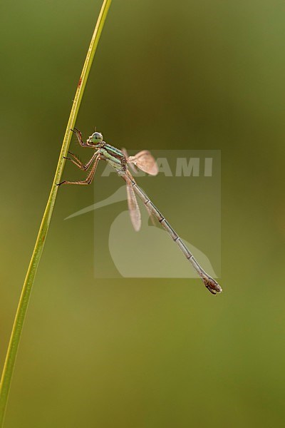 Rustende Zwervende Pantserjuffer; resting Shy Emerald Damselfly; stock-image by Agami/Walter Soestbergen,