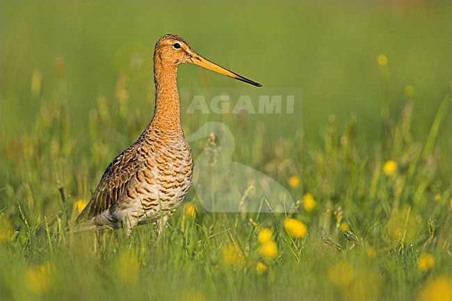 Grutto in weiland; Black-tailed Godwit in meadow stock-image by Agami/Menno van Duijn,