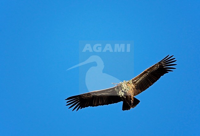 Vale Gier in de vlucht; Griffon Vulture in flight stock-image by Agami/Markus Varesvuo,