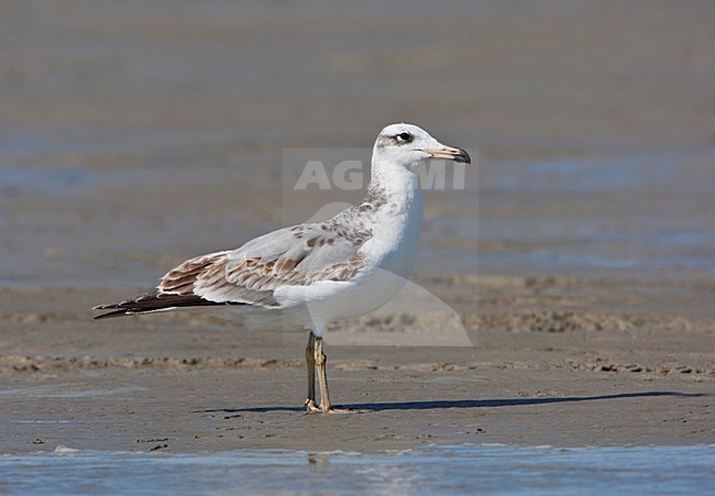 Reuzenzwartkopmeeuw, Great Black-headed Gull, Larus ichthyaetus stock-image by Agami/Arie Ouwerkerk,